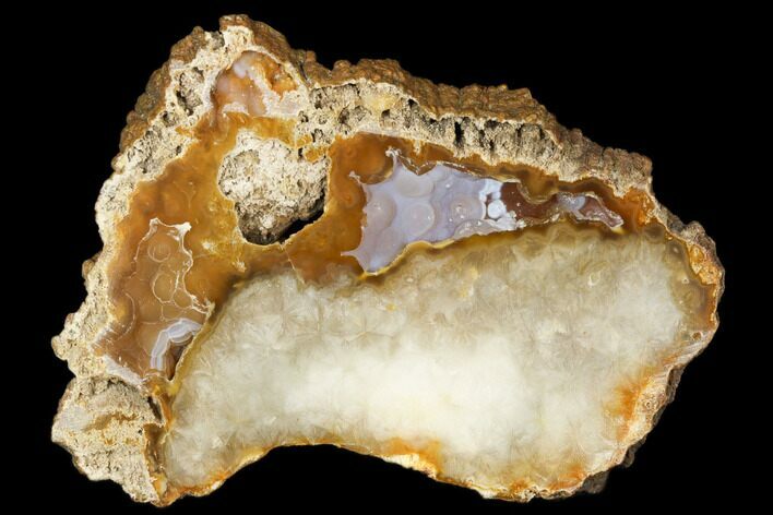 Polished, Agatized Fossil Coral Geode - Florida #187977